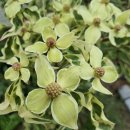 레드울프 이미지