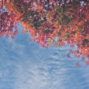 청룡동-16 | 부산 단풍 명소 사찰 범어사 단풍 절정 풍경, 주말 힐링 산책 후기