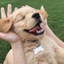 대한리트리버 이미지