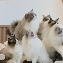 폴인캣츠