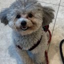 청담 고운 피부과 동물병원 이미지