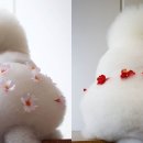 빵댕이 이미지