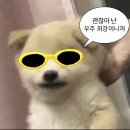 수인펫 | 라디안테일 이온 루트 후기