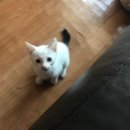 Dear My Pet 이미지