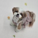 블루맘펫살롱 이미지