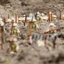 알라딘목장 이미지