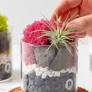 공기정화 스칸디아모스 만들기 이미지