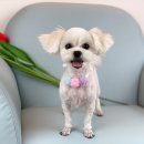 팡앤뭉치 이미지