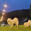 펫츠모리