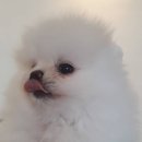 아임독 애견샵 이미지