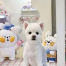 (주)채널펫 | [킨텍스/메가주] 일산 케이펫페어 후기, 입장팁부터 이벤트 꿀팁까지!