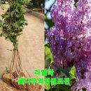꽃과나무조경