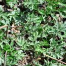 인진쑥농장 이미지