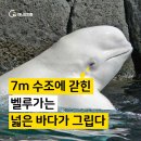 신비의 동물 왕국 이미지