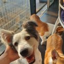 개인생활펫 이미지