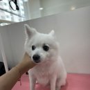 샤인펫 (Shine pet) 이미지