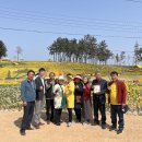 선도수선화 이미지