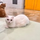 야옹야옹 캣카페 네이버블로그