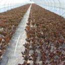 일죽농장 이미지