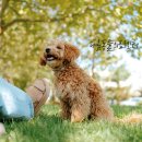 24시청주i동물병원 | 청주 강아지 십자인대 파열 CTWO 수술 후기 [24시 동물병원]