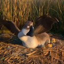 구스베이비 이미지