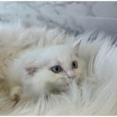 도그마루 고양이 강아지 무료분양 이미지