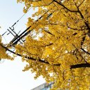 아이미안경원 | 일산 안경 더 선명해진 자이스 듀라비전 골드(DuraVision® Gold) 코팅 후기