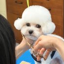 캄애견미용학원 네이버블로그