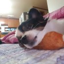 대심동물병원 이미지