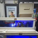 성게애빠져 이미지