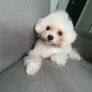 도그 윤 이미지