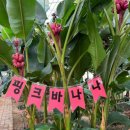 세국농장 네이버블로그