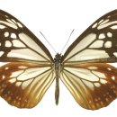 나비의 종류 이미지