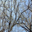 주읍리산수유꽃마을 이미지