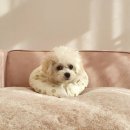 메르시 동물병원 이미지