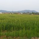 보리밭수제비
