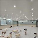 부산애견호텔 댕스스쿨 이미지