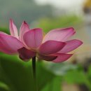민들레뜨락