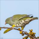 African Green Pigeon. 이미지