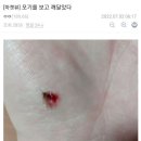 모기를 보고 깨달은 코스피 갤러리 이미지