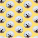 레이지포 이미지