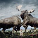 무스(Moose) 이미지