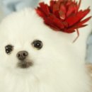 보니떼 이미지