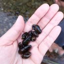 무릉도원 | 구례 지리산펜션 무릉도원 문수사계곡