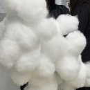 사람과 애견미용 이미지