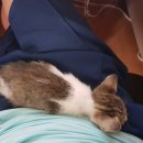 허동물병원