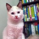 고양이를 찾습니다 (래그돌/암컷) 광주광역시 북구 문흥동 우산아파트 102동에서 실종! 이미지