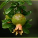 매월농원 이미지