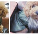 멍클레어 이미지