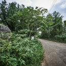 저지오름 이미지